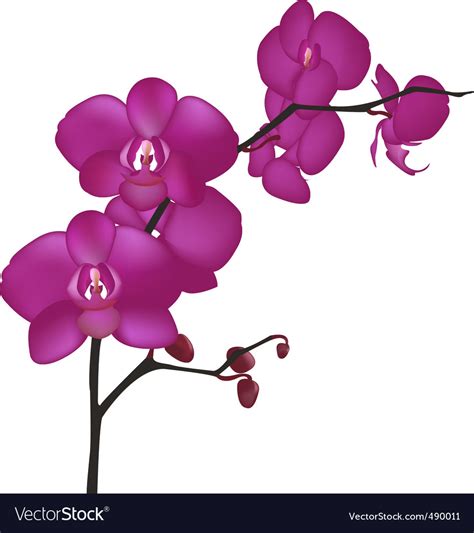 Orchid Royalty Free Vector Image - VectorStock