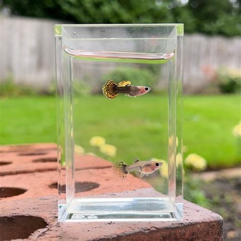 Bumblebee Mosaic Glass Belly Guppy Pair – Fish Portals