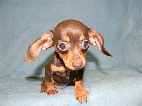 Chiweenie- Chihuahua and weenie dog mix! | Chiweenie puppies, Chiweenie ...