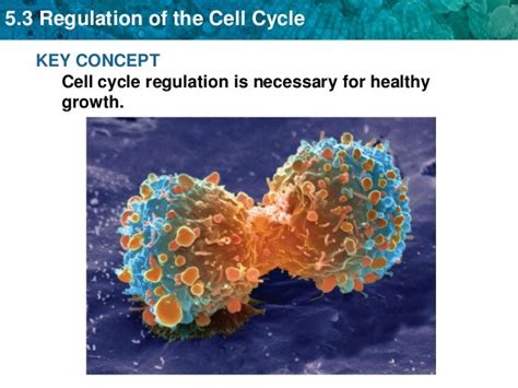 Cell regulation cancer 5.3