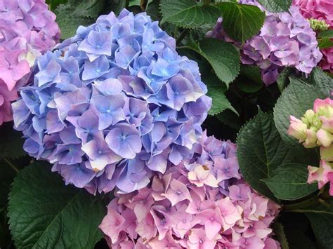 Hydrangea (French Hydrangea, Mountain Hydrangea, Oak-leaf Hydrangea, Peegee Hydrangea) | North ...