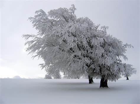 Rime Ice or Hoar Frost? There is a Difference! - DTN