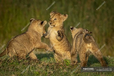 Three lion cubs play fighting on grass, Serengeti National Park ...