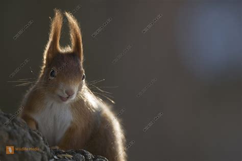 Eichhörnchen im Winter Bild bestellen - Naturbilder bei Wildlife Media