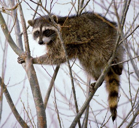 Raccoon Characteristics, Habitat & Lifespan | Study.com