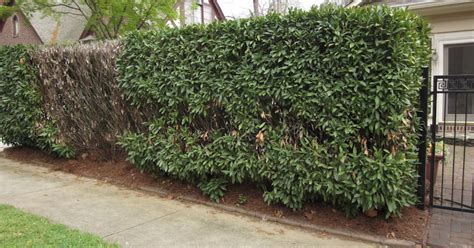 Any thoughts on what happened to this English Laurel Hedge? | Hometalk