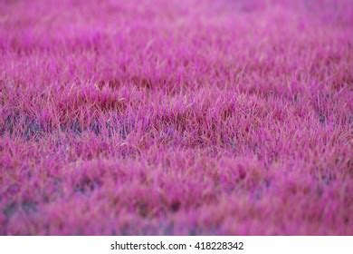 Pink Grass Texture Background Stock Photo 418228342 | Shutterstock