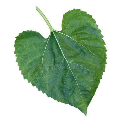 green leaf on white background with clipping for the word'i love you