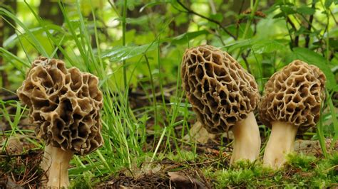 ARCHAEOLOGY OF MUSHROOMS - Morel - Chef's Mandala