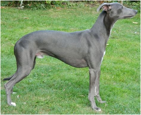 Whippet - Puppies, Pictures, Facts, Rescue, Temperament, Breeders | Animals Breeds