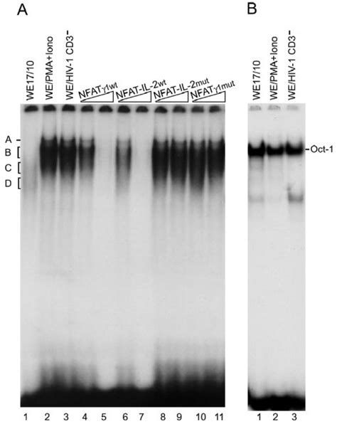 Sequence analysis of the human CD3 gene. A, partial sequence of the ...