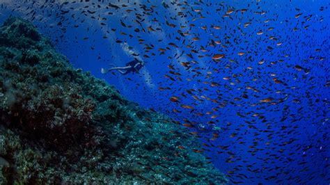 Sites de plongée à Ustica Sicile | Orca Diving Ustica