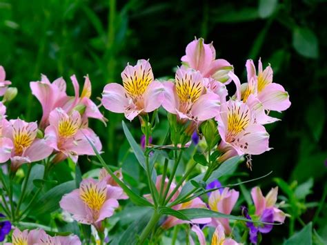 Peruvian Lily Plants: Tips On How To Plant A Peruvian Lily In The Garden