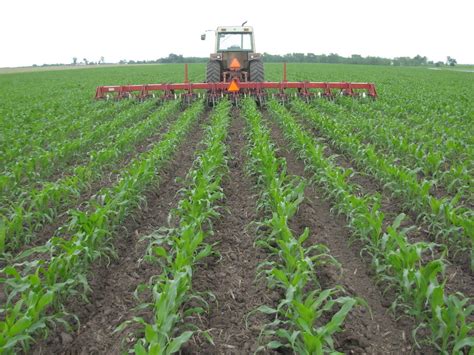 Cultivation of Maize | STANDALONE Farm