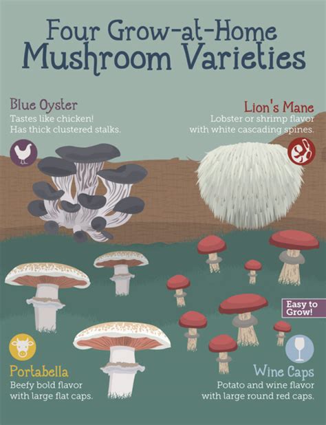 How to Grow Delicious Mushrooms at Home – LazyTries