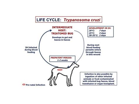 Trypanosoma Cruzi Life Cycle