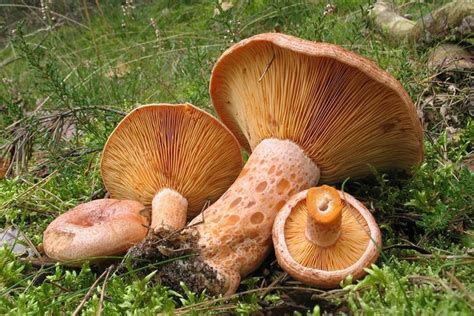 Lactarius Deliciosus