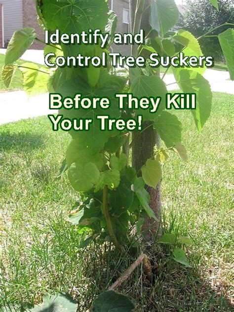 Identify and Control Tree Suckers - The Homestead Survival