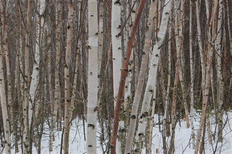 Birch bark, Pine County MN | Eli Sagor | Flickr