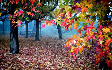 Colorful Autumn Tree Wallpapers - Wallpaper Cave