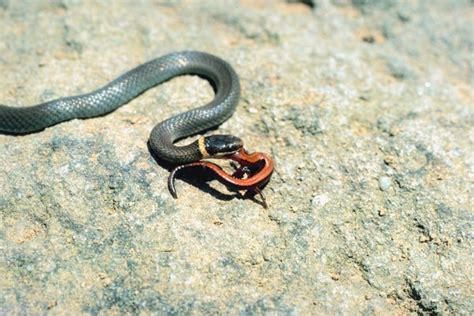 Ringneck Snake Facts and Pictures | Reptile Fact