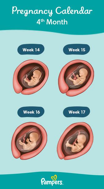 Pregnancy Stages Month By Month