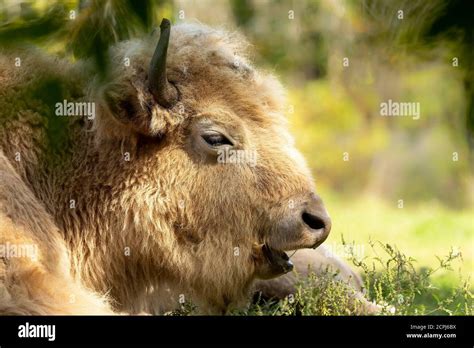 Rare white buffalo or white bison head detail. It was considered by ...