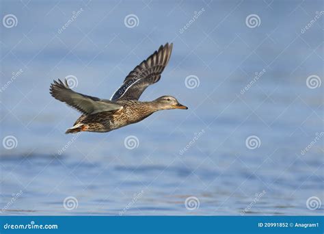 Flying Female Mallard Stock Photography - Image: 20991852