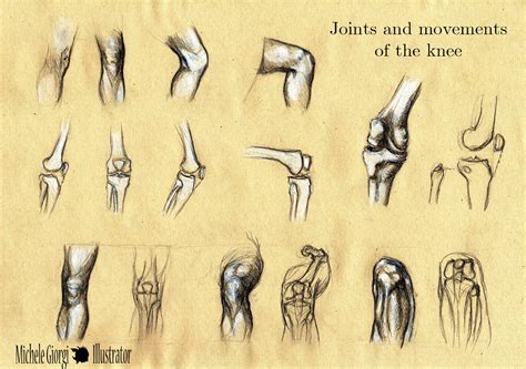 Michele Giorgi Illustrator : Anatomy Sketches: Joints and movements of the knee