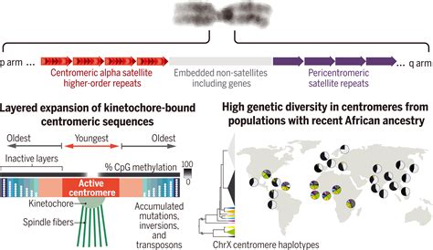 Centromere Structure