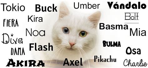 Nombres para gatos blancos - Nombres Para Mascotas