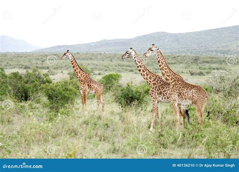 A Herd of Beautiful Giraffes in Savannah Grassland and Bushes Stock ...