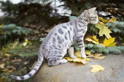 Blue Bengal Cat: The Mysterious One Of The Bunch