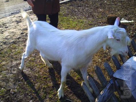 The goats.Goats breeding. The goat. Panenska,Lamancha.Obtrusive kids.To mating. - Buy on www ...