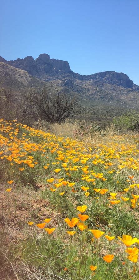 Spring desert wildflowers. stock photo. Image of spring - 135795356