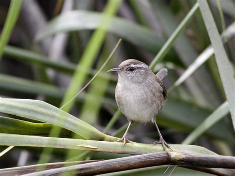 Marsh Wren - Maryland-DC Breeding Bird Atlas