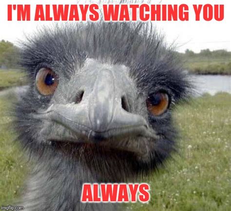 Cold Stare of Ostrich Memes - Imgflip