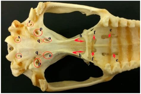 Opossum Skull Anatomy