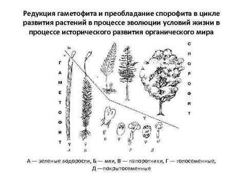 Anatomy of a Fern Gametophyte: A Visual Guide