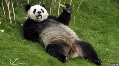 China sends pandas to Malaysia | Panda, Panda bear, Panda funny