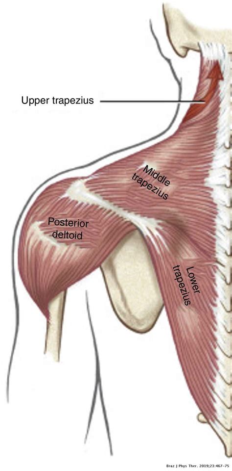 Kinesiologic considerations for targeting activation of scapulothoracic muscles – part 2 ...