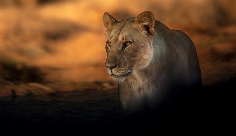 Namibia's desert-adapted lions - Africa Geographic