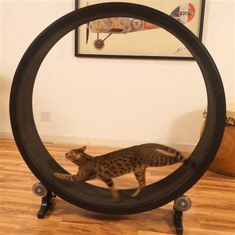 One Fast Cat - Cat Exercise Wheel | The Green Head