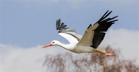 The White Stork: National Bird of Ukraine - A-Z Animals