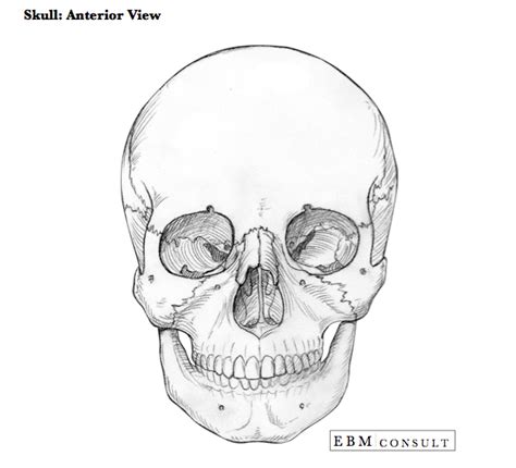 Anatomy: Skull Anterior Bone View