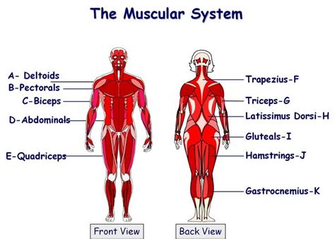 major muscle groups Diagram | Quizlet