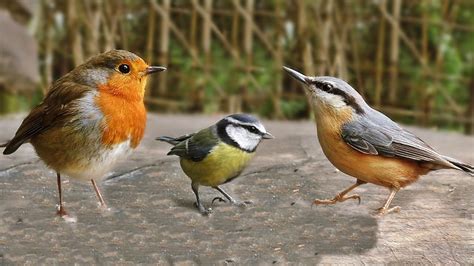 Video for Cats - Birds Tweeting on The Bench - YouTube