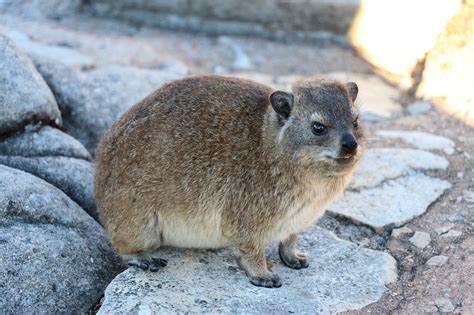 Rock Rabbit Hyrax Dassie - Free photo on Pixabay