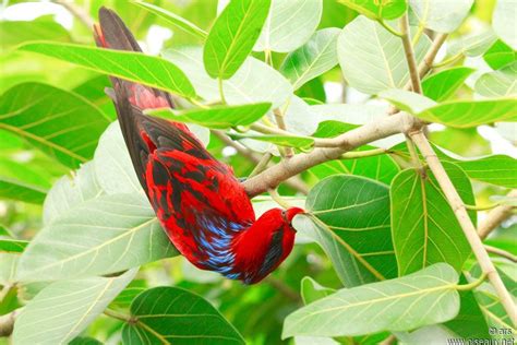 Blue-streaked Lory | Les oiseaux du monde, Psittaciformes, Oiseaux