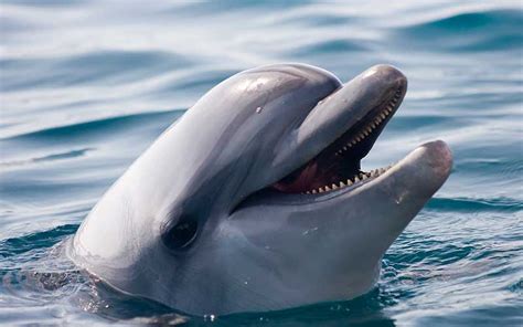 Indo-Pacific Bottlenose Dolphin (Tursiops aduncus) | Dolphins World